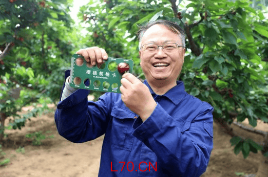 固安：温室樱桃迎丰收 农旅融合促振兴